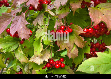 Ein Bündel von reifen Beeren der viburnum wächst auf einem Busch zwischen den Blättern Stockfoto