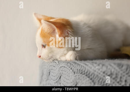 Süße kleine Kätzchen liegend auf Tabelle Stockfoto