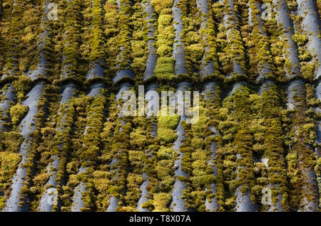 Grüne moosbedeckte Schiefer Dach eines alten Dorf Haus close-up Stockfoto
