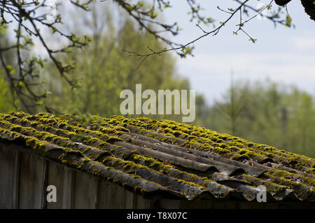 Grüne moosbedeckte Schiefer Dach eines alten Dorfhauses close-up Stockfoto