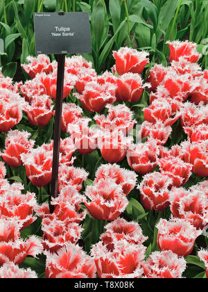 In tulip Show in Keukenhof Park April 2019 fotografiert, dicht bepflanzte Tulip macht eine lebendige zweifarbiges Display Stockfoto