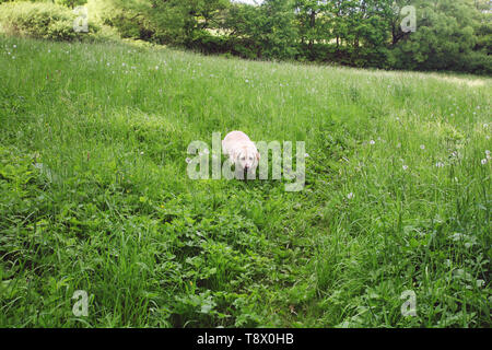 Der Labrador Retriever zu Fuß in das frische grüne Gras Stockfoto