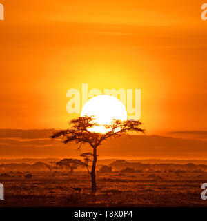 Impala unter einem acacai Baum. Sonnenaufgang im Amboseli Nationalpark in Kenia. Stockfoto