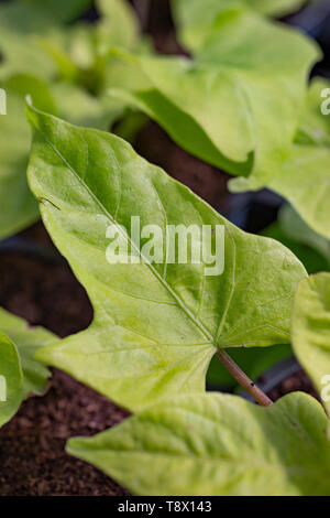 Ipomoea Batatas "Marguerite" Stockfoto