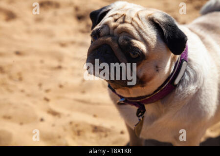 Hund Mops steht auf dem Sand. Pug-Spaziergänge an einem Sommertag im Freien. Stockfoto