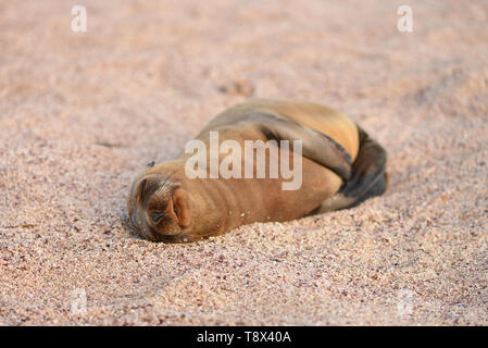 Galapagos Seelöwen-Welpen (Zalophus wollebaeki) schlafen am Strand, Galapagos-Inseln, Ecuador Stockfoto