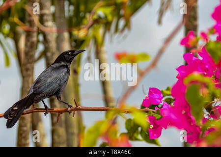 Carib Grackle (Quiscalus Lugubris) Stockfoto