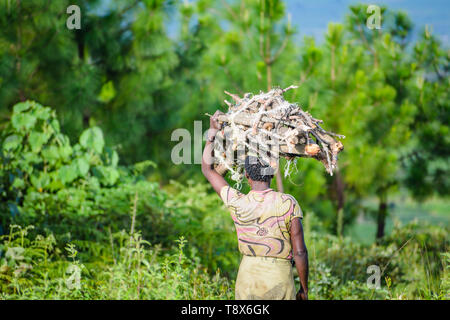 Malawische Frau geht in eine Plantage mit einem Bündel von Ästen auf ihren Kopf für Brennholz gesammelt Stockfoto