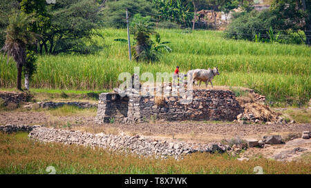 Rinder mit einem Wasserrad im ländlichen Rajasthan, Indien Stockfoto