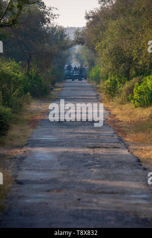 Am frühen Morgen Safari im Sariska Tiger Reserve aufpassen für Tiger, Rajasthan, Indien Stockfoto