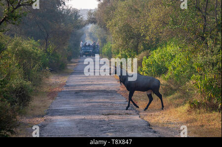 Ein nilgai Überqueren der Straße während am frühen Morgen Safari im Sariska Tiger Reserve, Rajasthan, Indien Stockfoto