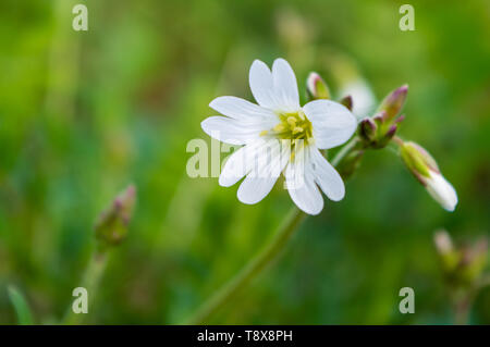 - Acker-Hornkraut Cerastium arvense auf Weiter, um ein grünes Feld im Frühling Stockfoto