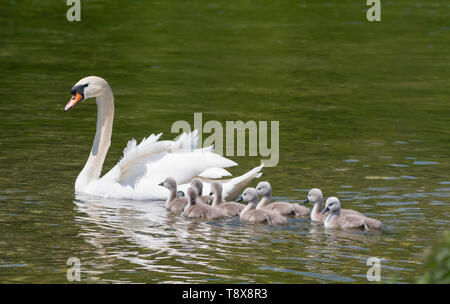 Cygnets weißen Höckerschwan (Cygnus olor) schwimmen im Wasser mit Mutter im Frühjahr in West Sussex, England, UK. Junge Baby cygnets, neu geboren. Stockfoto