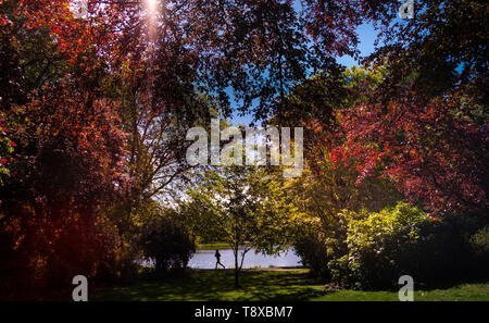 Hannover, Deutschland. 15 Mai, 2019. Ein Jogger Spaziergänge im Schatten durch die Maschine Park in Hannover. Credit: Peter Steffen/dpa/Alamy leben Nachrichten Stockfoto