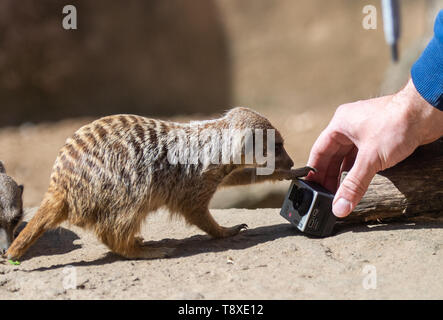 Hannover, Deutschland. 15 Mai, 2019. Ein Erdmännchen sieht eine Kamera in seinem Gehege im Zoo Hannover. Credit: Christophe Kirschtorte/dpa/Alamy leben Nachrichten Stockfoto