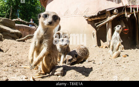 Hannover, Deutschland. 15 Mai, 2019. Erdmännchen stehen in ihrem Gehege im Zoo Hannover. Credit: Christophe Kirschtorte/dpa/Alamy leben Nachrichten Stockfoto