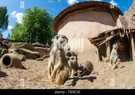 Hannover, Deutschland. 15 Mai, 2019. Erdmännchen stehen in ihrem Gehege im Zoo Hannover. Credit: Christophe Kirschtorte/dpa/Alamy leben Nachrichten Stockfoto