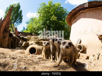 Hannover, Deutschland. 15 Mai, 2019. Erdmännchen sitzen in ihrem Gehege im Zoo Hannover. Credit: Christophe Kirschtorte/dpa/Alamy leben Nachrichten Stockfoto