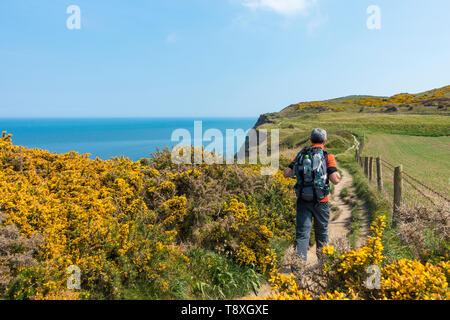 Saltburn am Meer, North Yorkshire, UK. 15. Mai 2019. Wetter: Wetter an Saltburn. Ein Wanderer auf einigen der höchsten Klippen in England auf dem Cleveland Way National Trail in der Nähe von Saltburn auf der North Yorkshire Küste. In diesem Jahr ist der 50. Jahrestag der Cleveland Art und Weise: Die 109-Meilen langen Trail schlängelt sich durch dramatische Küstenlinie und Heideland, und bietet einen atemberaubenden Blick auf Burgen, alte steinerne Kreuze und Fischerdörfer. Credit: Alan Dawson/Alamy leben Nachrichten Stockfoto