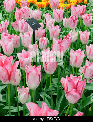 In tulip Show in Keukenhof Park April 2019 fotografiert, dicht bepflanzte Tulip macht eine lebendige zweifarbiges Display Stockfoto