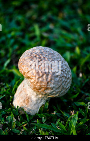 Schädel puffball ist eine Pflanzenart aus der Gattung der riesigen weissen Pilz. Stockfoto