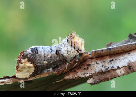 Buff-Tipp (Phalera bucephala), ein Nachtfalter, wie ein kleines Stück Zweig getarnt Stockfoto