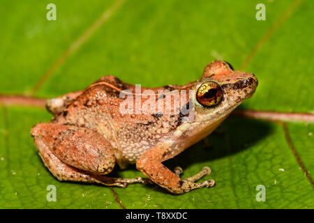 Lesser Antillen Pfeifen Frosch (Eleutherodactylus johnstonei) Stockfoto