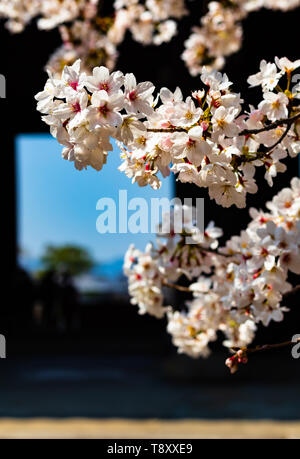 Nahaufnahme von Kirschblüten, mit Kopie Raum vertikale Stockfoto