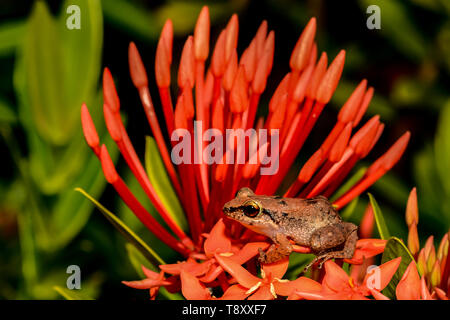 Lesser Antillen Pfeifen Frosch (Eleutherodactylus johnstonei) Stockfoto