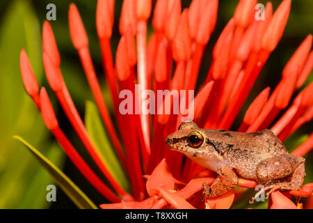 Lesser Antillen Pfeifen Frosch (Eleutherodactylus johnstonei) Stockfoto