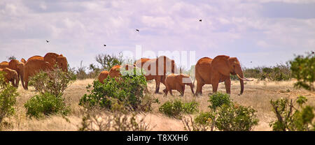 Herde von Elefanten auf dem Weg zum Schwimmbad im Tsavo Kenia Ostafrika Stockfoto