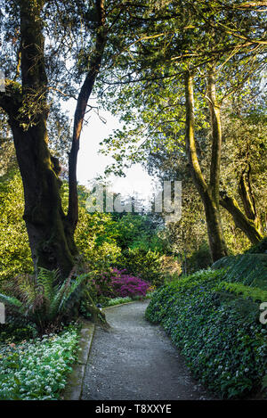 Am Abend Licht über einen Fußweg im Trebah Garten in Cornwall. Stockfoto