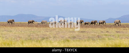 Eine Herde von Elefanten zu Fuß durch die offenen Ebenen des Amboseli, vorbei an den Ausläufern des Kilimandscharo. Panorama mit Tilt-Shift Effekt. Stockfoto