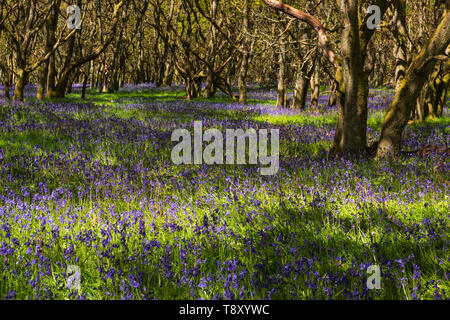 Ruthven Bluebell Wood am Ufer des Flusses Isla, Angus, Schottland. Stockfoto