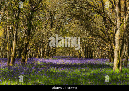 Ruthven Bluebell Wood am Ufer des Flusses Isla, Angus, Schottland. Stockfoto