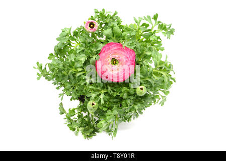 Persische Hahnenfuß (Ranunculus) Blumentopf auf weißem Hintergrund isoliert Stockfoto