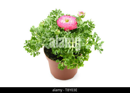 Persische Hahnenfuß (Ranunculus) Blumentopf auf weißem Hintergrund isoliert Stockfoto