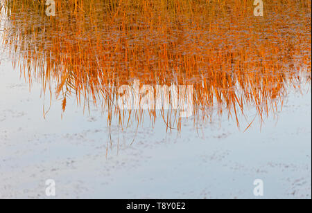 Reserva Natural del Humedal de Azraq. Jordanien, Oriente Medio Stockfoto