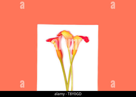 Schöne rote Blumen calla Lilie am trendigen Coral Farbe auf weißem Hintergrund, isoliert. Stockfoto