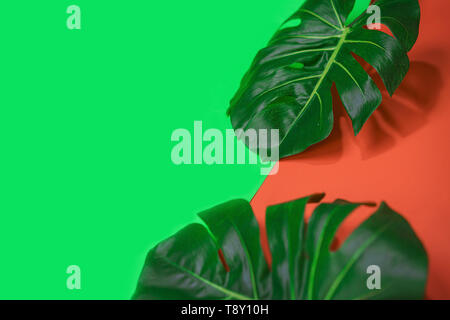 Tropical Green Palm monstera Blatt oder Schweizer Käse Werk auf rosa Koralle und grünen Hintergrund. Sommer exotische Layout. Stockfoto