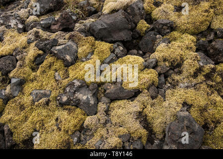 Nahaufnahme von Moos und Steinen Londrangar, Island. Stockfoto