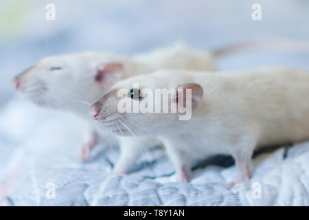 Dekorative Siam Ratte in den Händen einer Frau Stockfoto