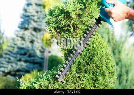 Beschneidung Pflanzen Hautnah. Professionelle Gärtner Beschneidung Koniferen, Lifestyle Stockfoto