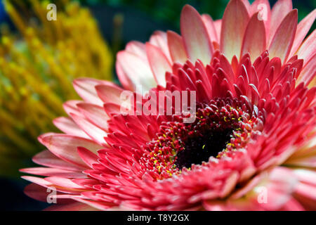 Eine Blume geschossen von einem Blumenstrauß. Stockfoto