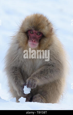 Japanischen Makaken oder Schnee Affe (Macaca fuscata) in den Bergen von Joshinestsu Kogen Nationalpark, Japan. Stockfoto