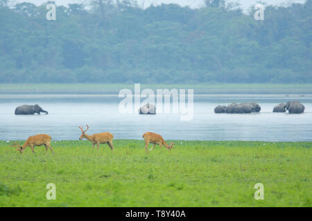 Gefährdete Swamp Deer (Rucervus duvaucelii) und Asiatischen Elefanten (Elephas maximus) im Kaziranga National Park, Indien. Stockfoto