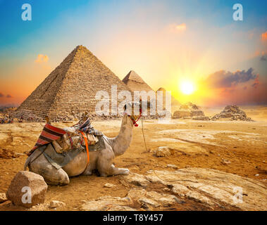 Kamel in sandige Wüste in der Nähe von Pyramiden bei Sonnenuntergang Stockfoto