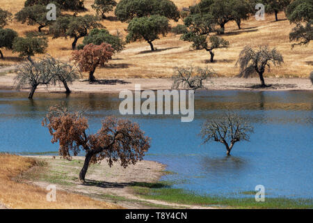 Bäume auf der verbrannten Landschaft in der Nähe von Monsaraz, Portugal Stockfoto