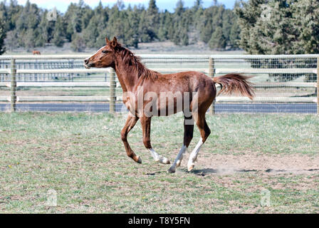 Junge arabische Pferd im Galopp im Feld Stockfoto