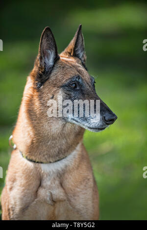 Belgische Malinois Profil Stockfoto